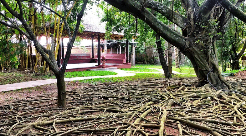image of trees at the enchanted ficus with lush green landscapes offering peace and tranquillity to guests