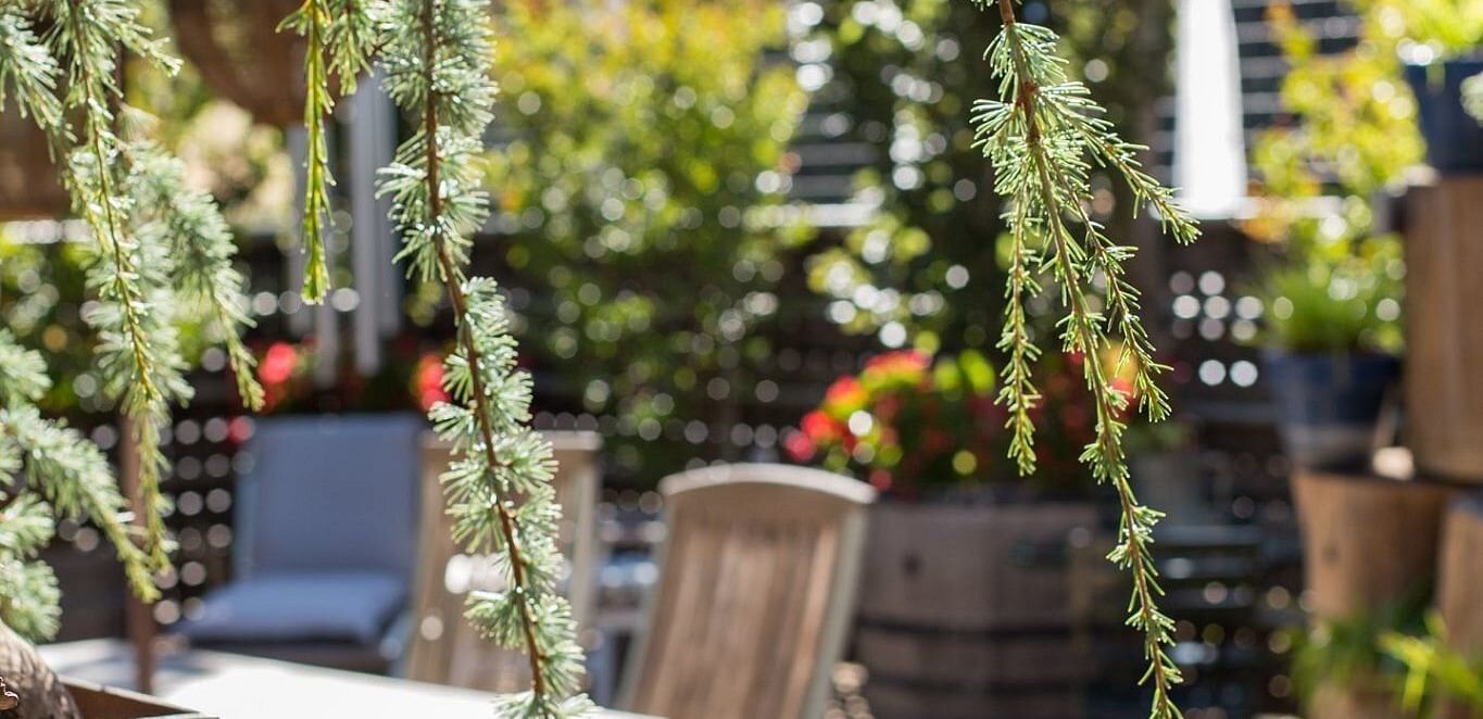 Branches with needle-like leaves hang over an outdoor patio with tables, chairs, and various plants in containers.