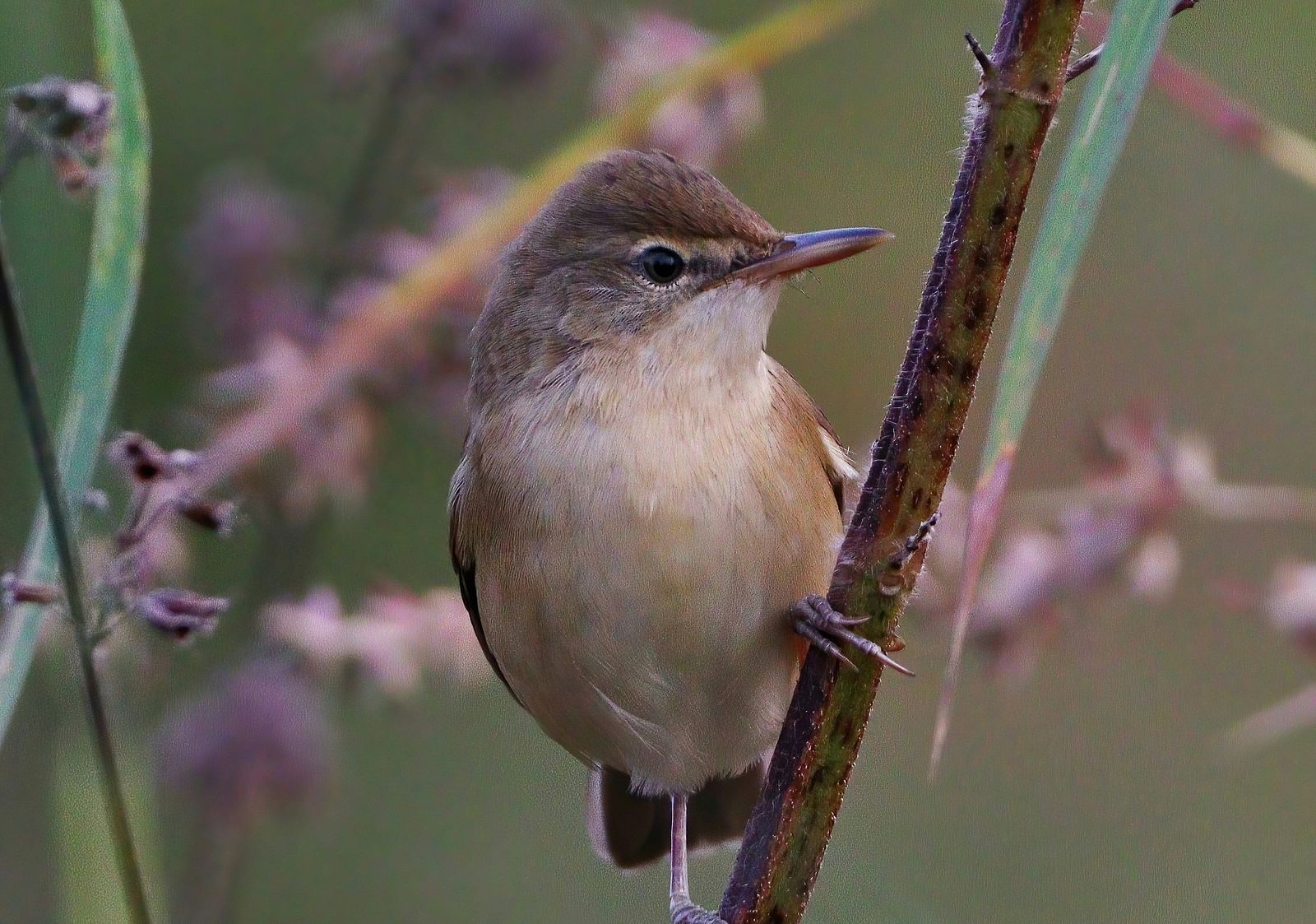 A small bird perched on a branch with flowers, natural setting.