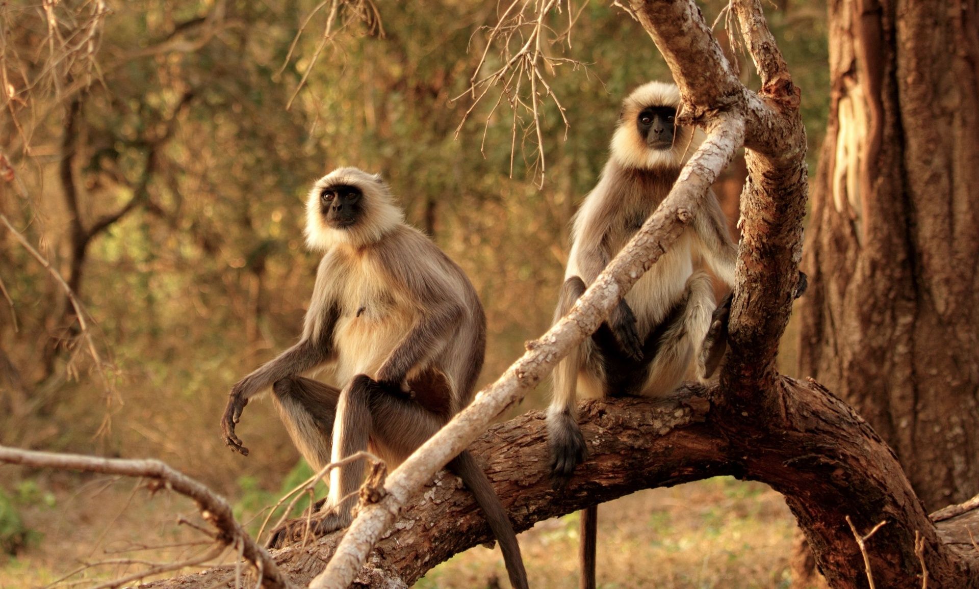 Two grey langur monkeys sitting on a tree branch.