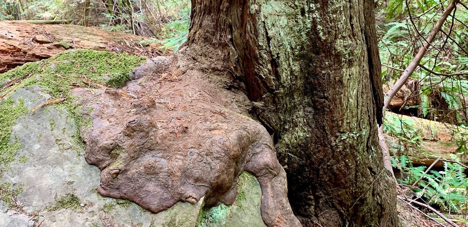Tree with exposed roots and large rock in a dense forest setting