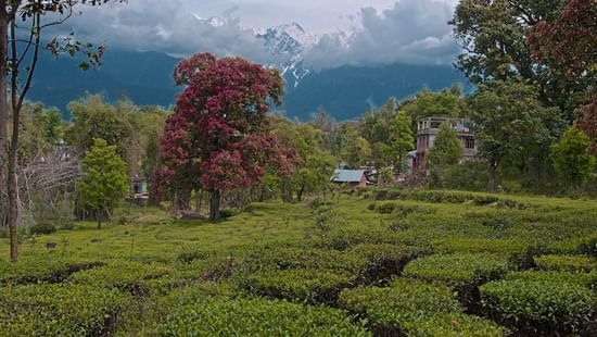 A tea plantation, sights, scenic nature, and culture Himachal Pradesh India