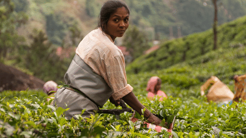 A lady plucking leaves in a tea plantation with layers of tea estate in the background - Tea Garden Resort Wayanad