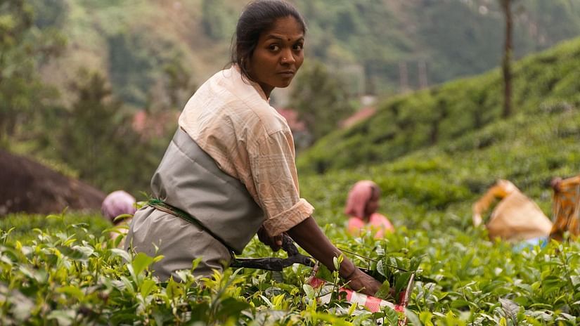 A lady plucking leaves in a tea plantation