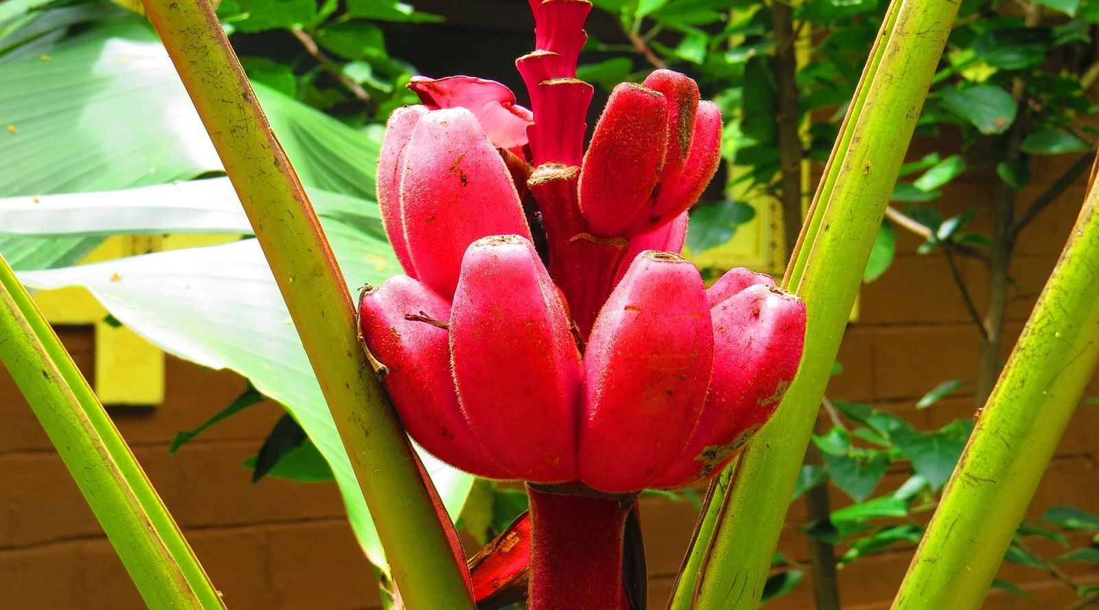 image of an exotic plant with magenta coloured fruit at hoysala village resort