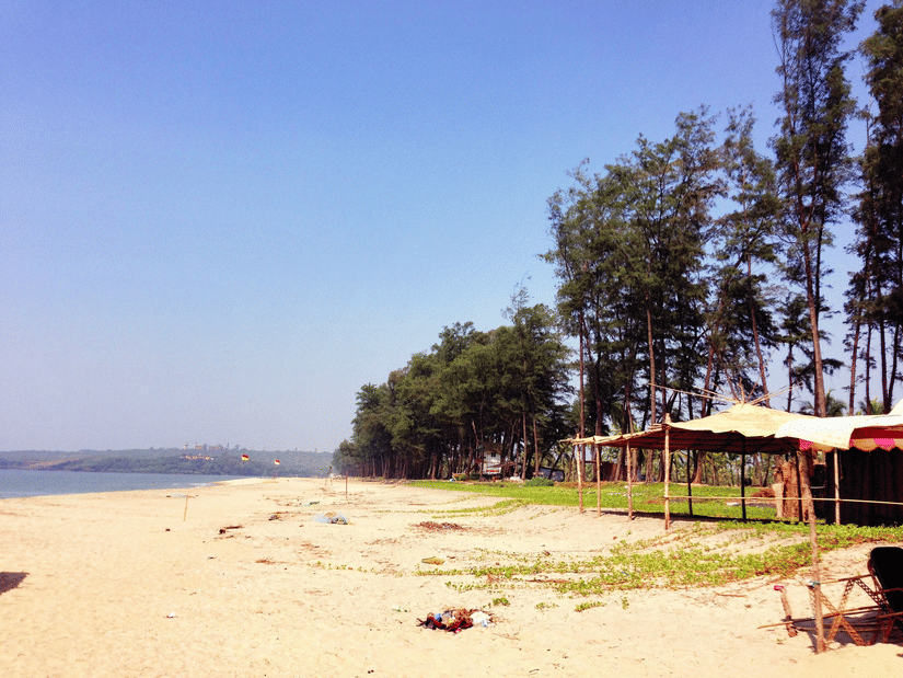 Beautiful empty beach with clear sky, sandy shore, and casuarina tree-lined coast.