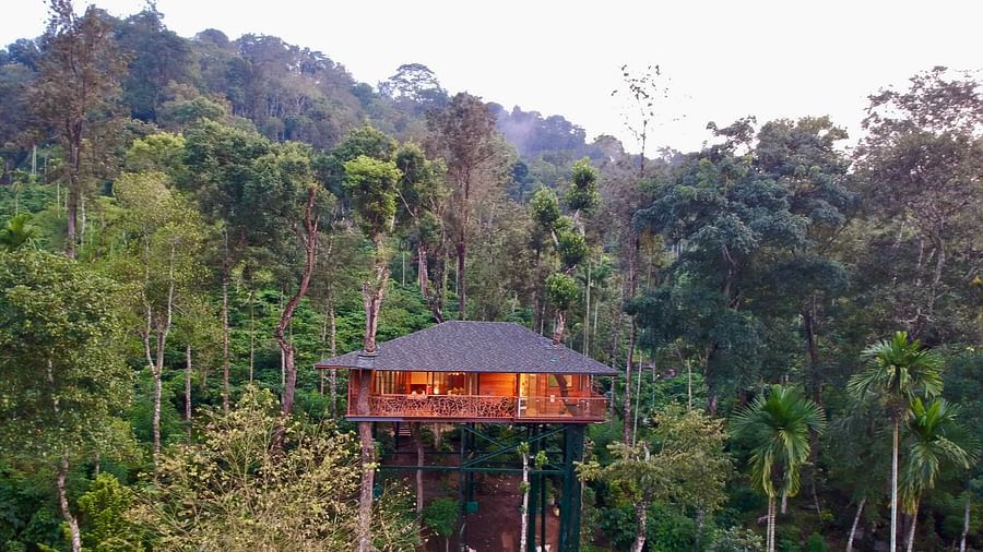 A tree house nestled amongst dense green trees on a misty hillside - BluSalzz Collection - Tranquil Resort, Wayanad