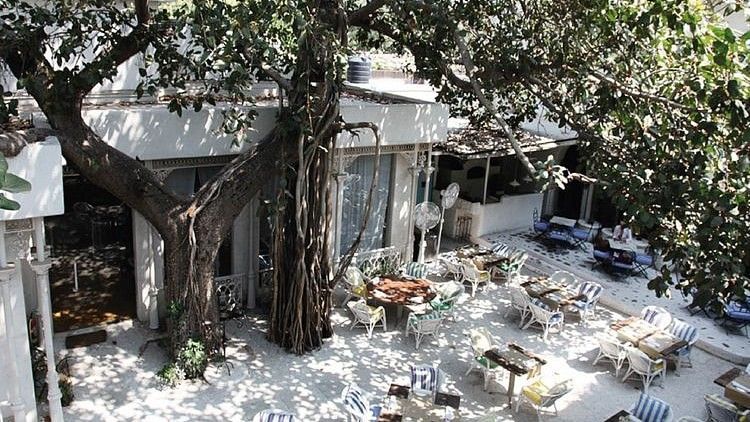 Outdoor courtyard with large trees and eclectic seating