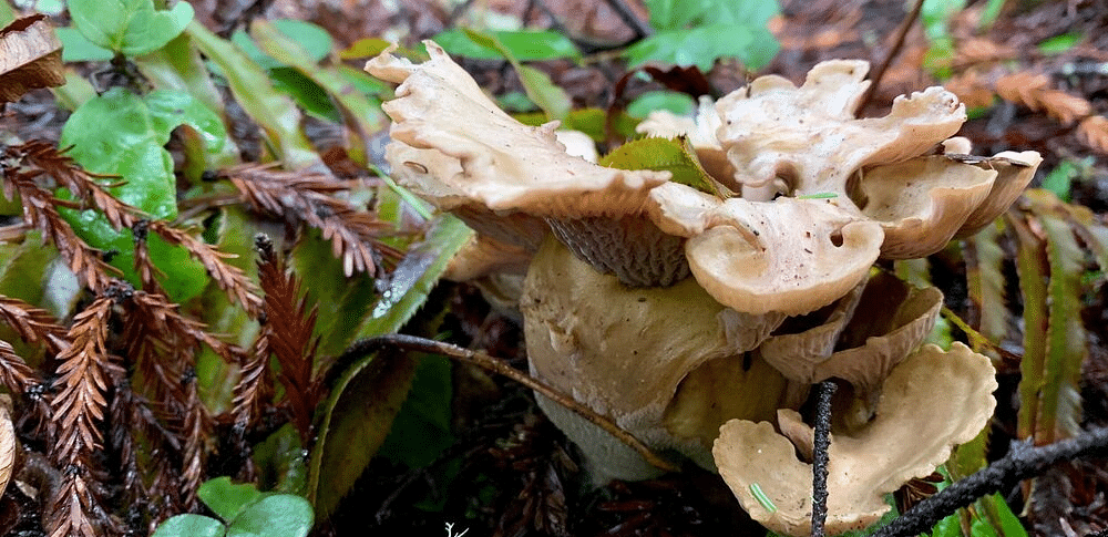 A cluster of large, irregularly shaped mushrooms growing on a decaying log, with moss and leaves visible.