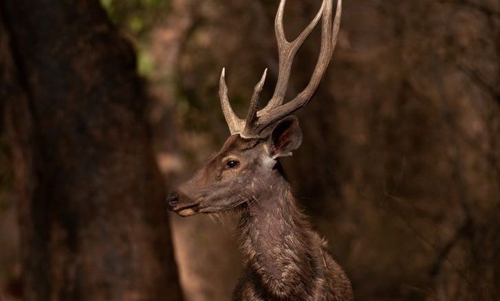 Sambar deer in Nagarahole National Park