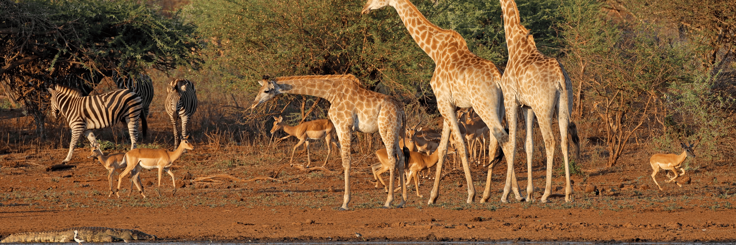 Coracle Rides on Kabini River: A Serene Wildlife Experience 