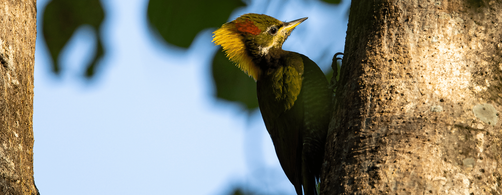 A bird preaching on a tree captured in day time