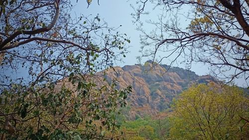 branches distorting the view of a rocky mountain 