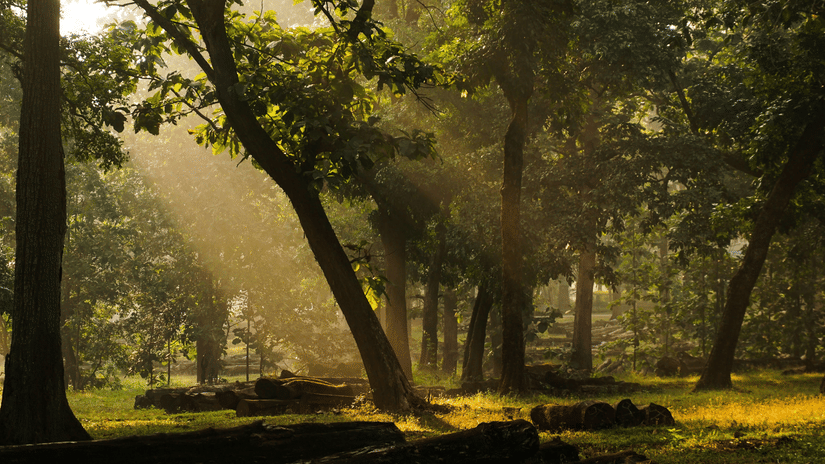 sun rays hitting different parts of the forest on the green trees 
