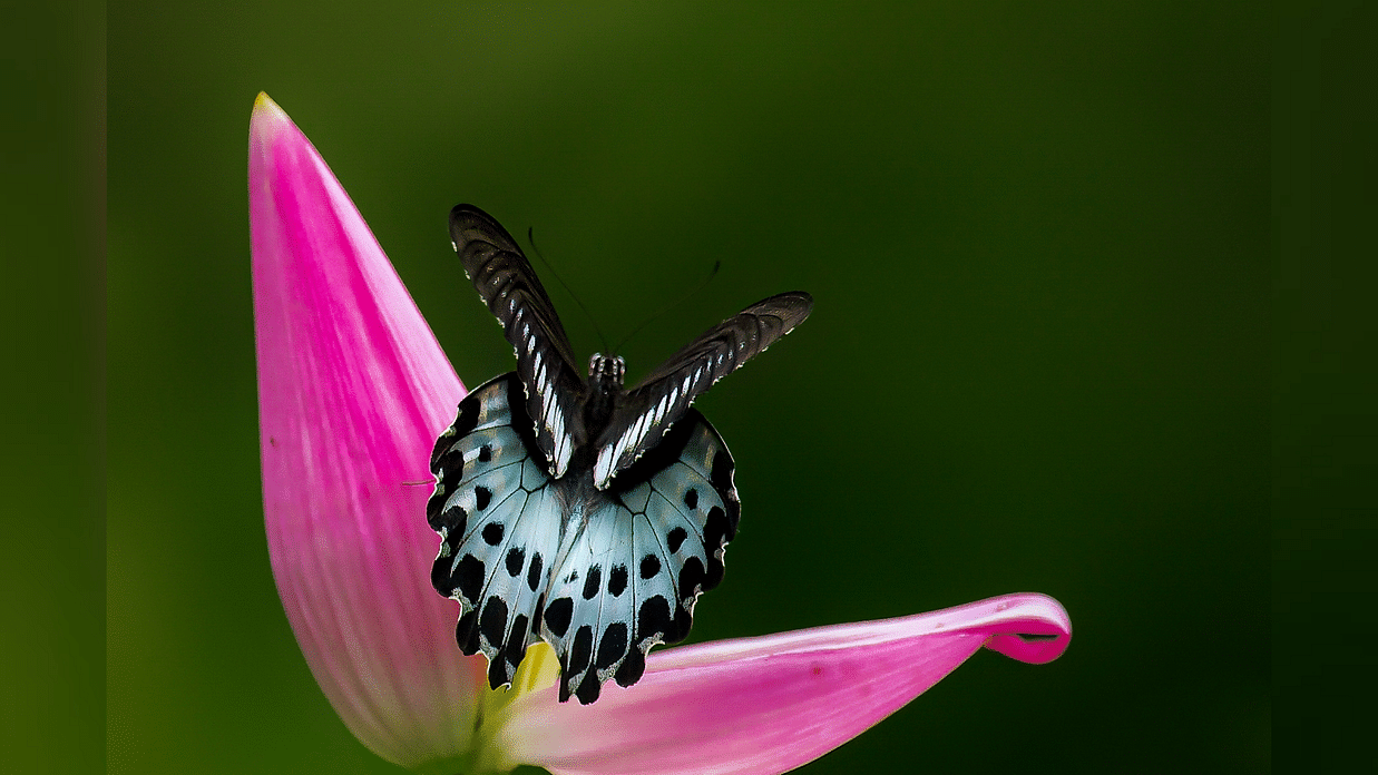 Blue Mormon