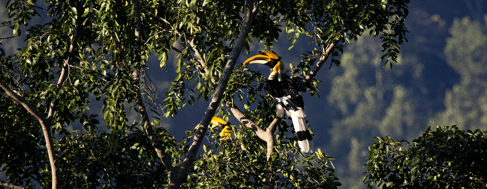 A photo of a bird with a long tail resting on a tree branch, trees in the background.
