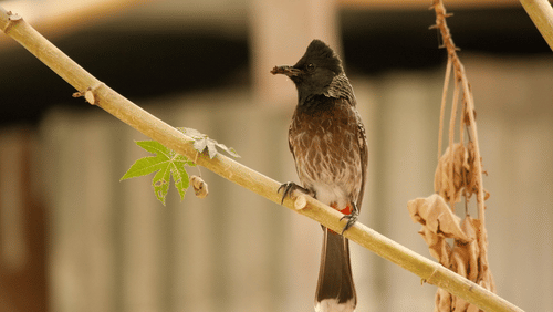 A bulbul perched on a small branch, with a sheltered structure in the background