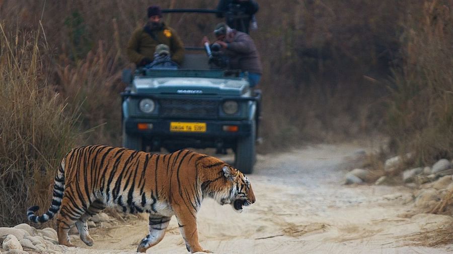 Bijrani Zone - Corbett National Park Near Corbett Wild Iris Spa Resort