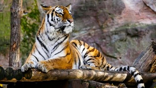 An overview of a tiger on sitting on wooden structure with a tree next to it.