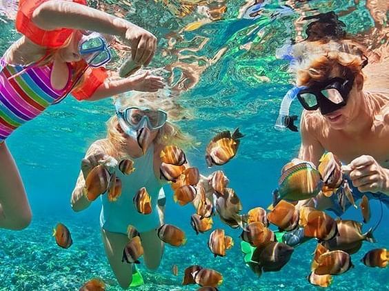 snorkeling, marine life.
