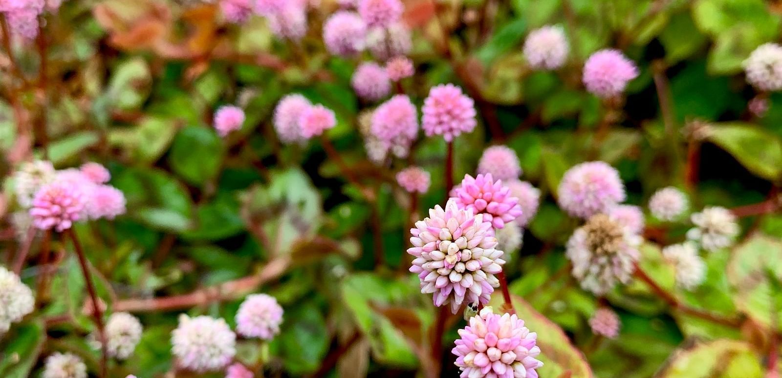 A close-up view shows a cluster of small, round flowers with textured petals, interspersed with green leaves and stems.