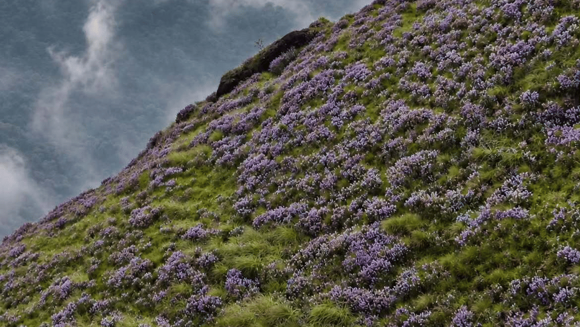 neelakurinji