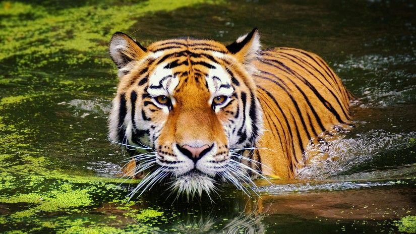 A tiger wading through a water body 