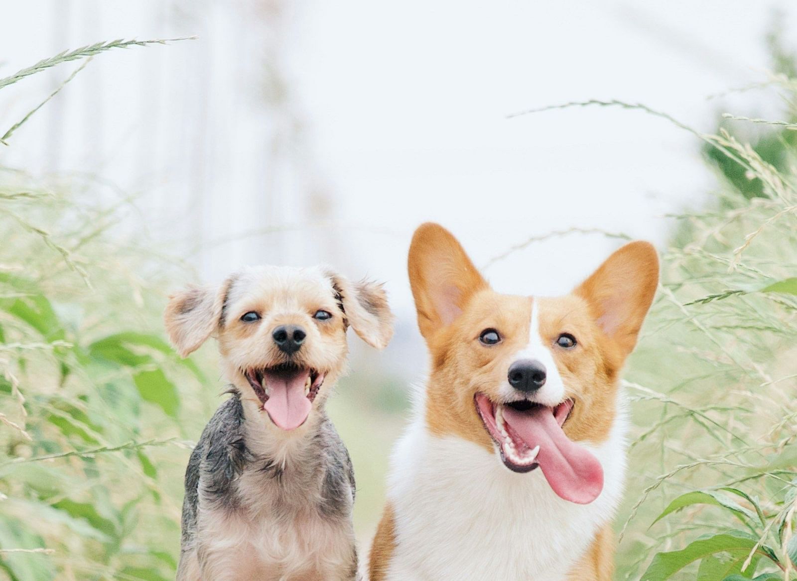 Two dogs walking on a path, one tan and one a corgi.