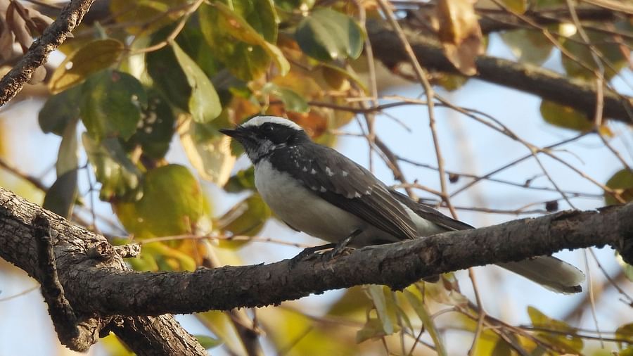 A bird resting on a thick fig tree branch, partially hidden by large leaves.