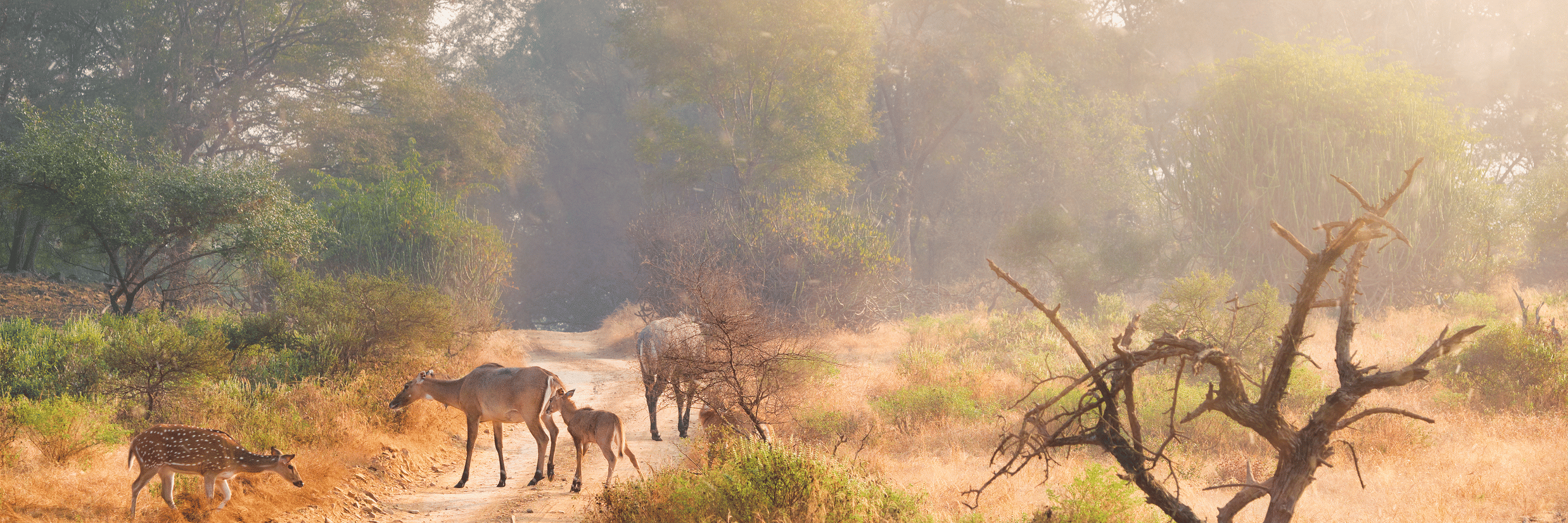 Forest Safari Near Mysore: Explore Bandipur, Nagarahole & Kabini