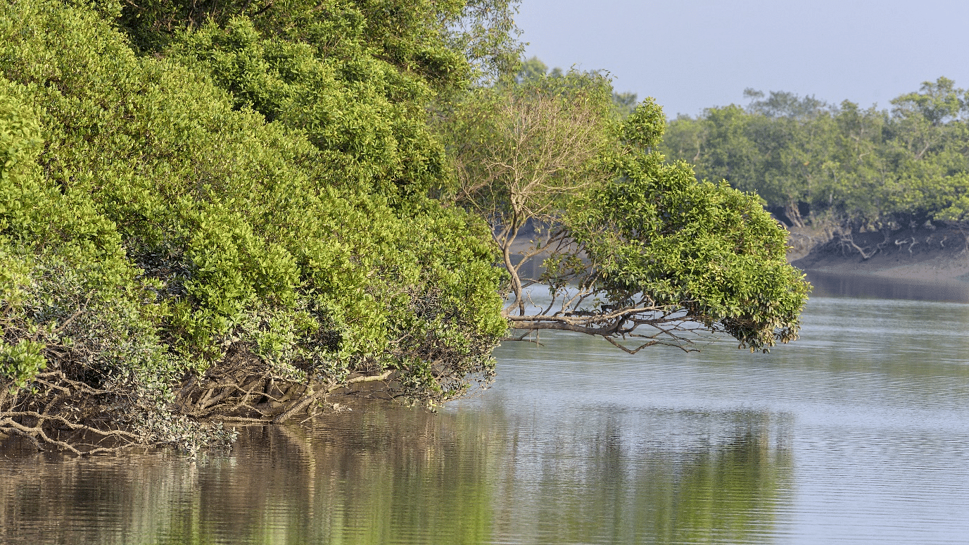 An image of the Sunderbans lake surrounded by lush green trees
