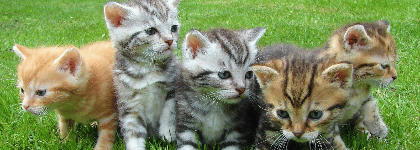 A group of five kittens are sitting on a bed of green grass.