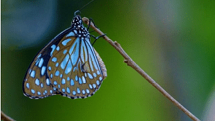 An image of a butterfly resting on a branch