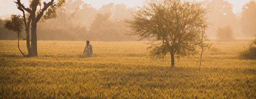 A person walking through a golden field at sunrise, with trees silhouetted against the foggy background.