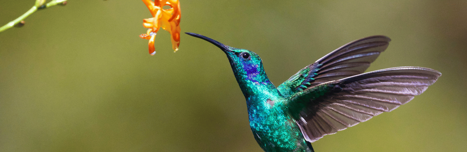 Rocklands Bird Sanctuary, Montego Bay | Birdlife, History & Tips