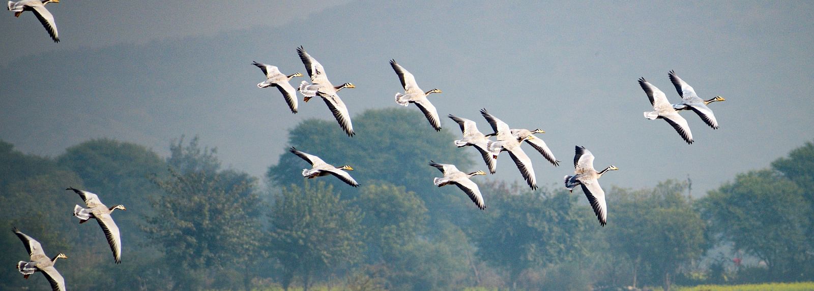 A picture featuring a few birds flyine, with trees and high grass in the background
