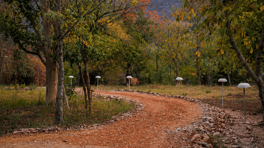 Landscape and walkways-Surya Bagh