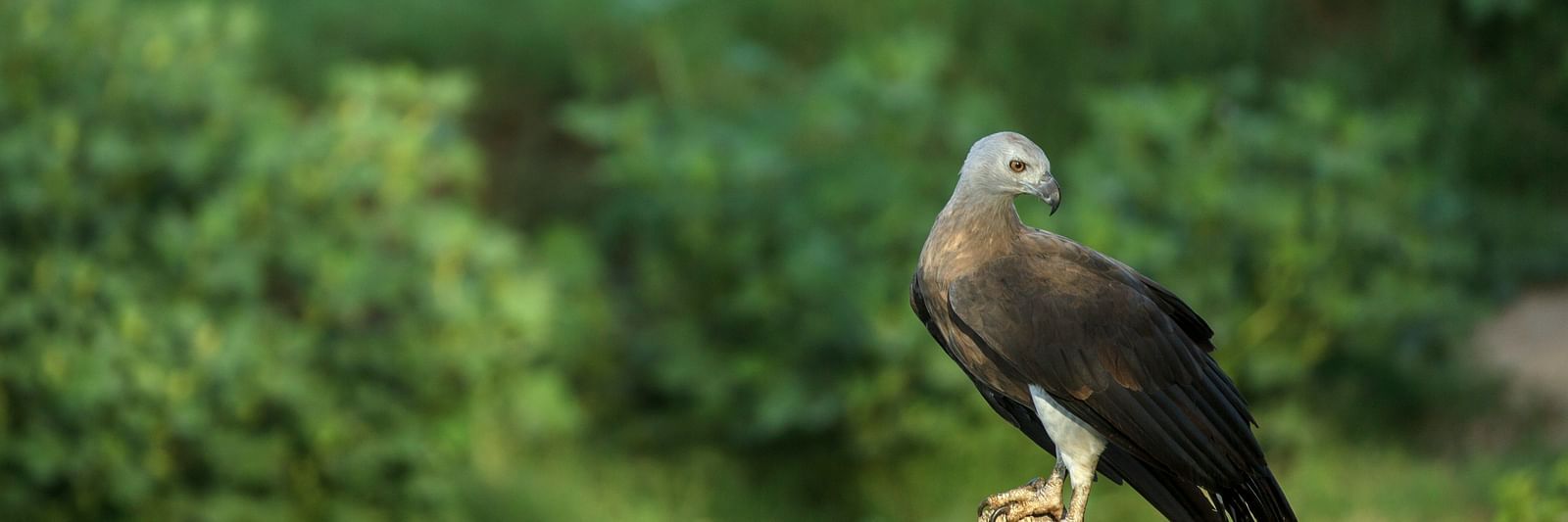A Grey-headed Fish Eagle perched on a tree stump.