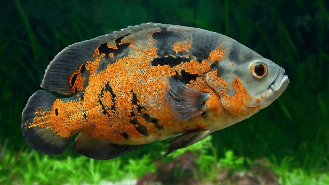 A large Oscar fish with dark scales and a striking marbled pattern across its body swimming in an aquarium.