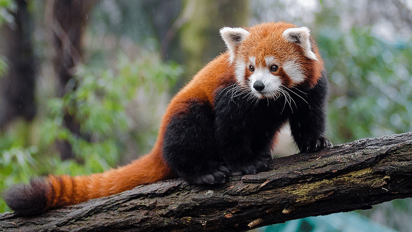 Red Panda  24986761703