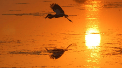 pendown-manjulika pramod cover image for the golden tusk