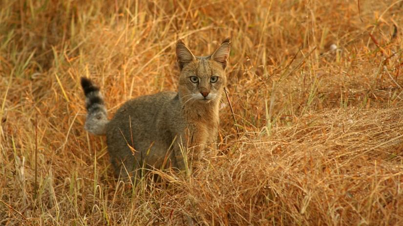 An image of a jungle cat looking at the camera next to dried up grass - Chunda Shikar Oudi, Udaipur