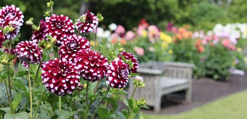 Flowers in foreground with a garden set with a bench.