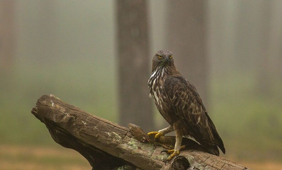 Crested Hawk-Eagle perched on a log.