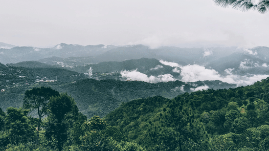A view of mist-covered mountains and lush green forests on a cloudy day.