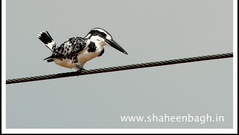 Birds at Shaheen Bagh Resort one of the best resorts in dehradun 