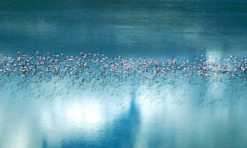 Flamingos flying over the reflective Makgadikgadi Pans.