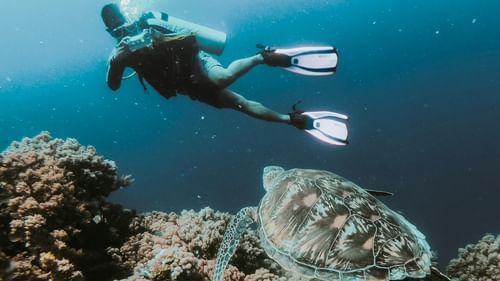 An underwater shot of a person with a turtle swimming and corals
