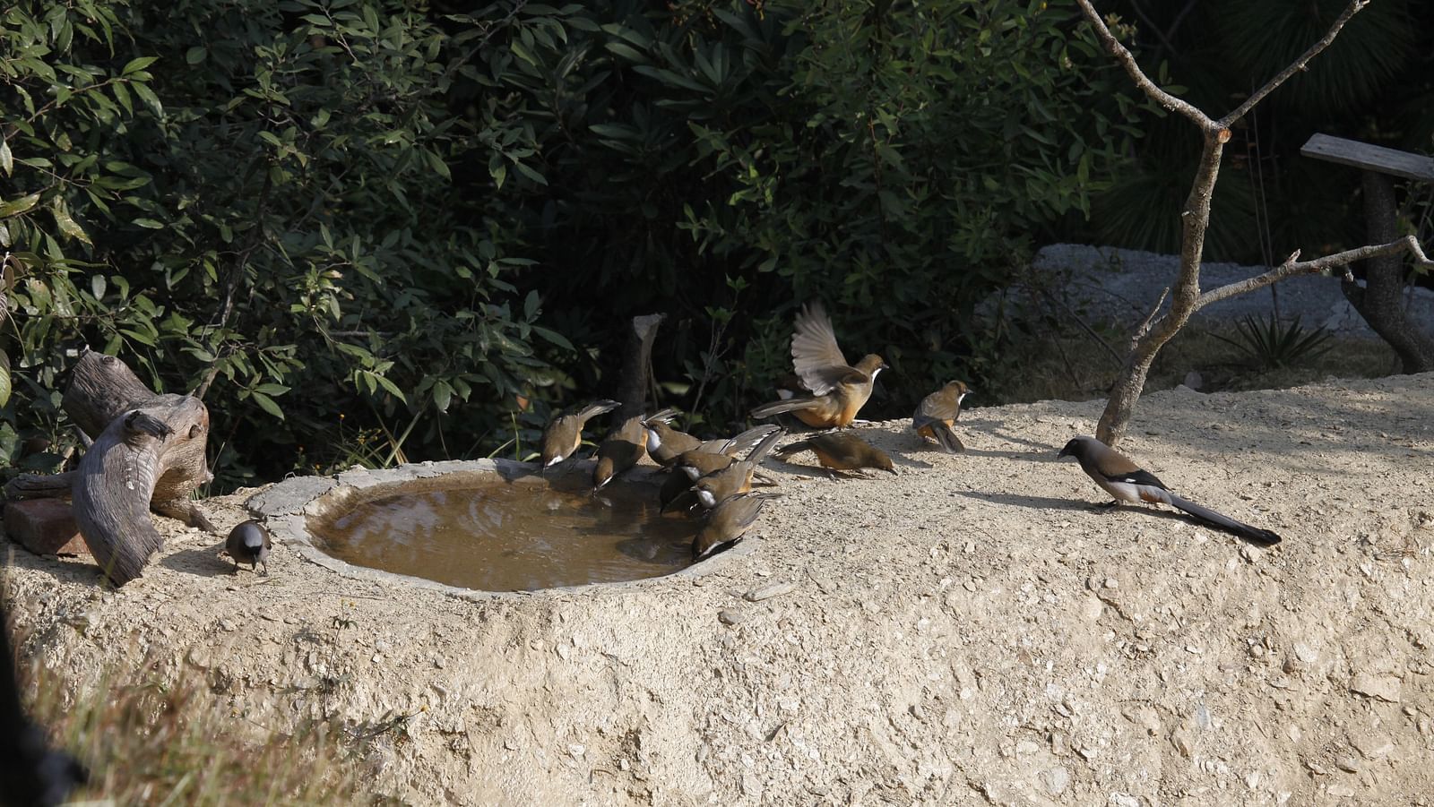 A bird pond nestled amidst lush foliage - BluSalzz Escapade - Anant Rasa Resort