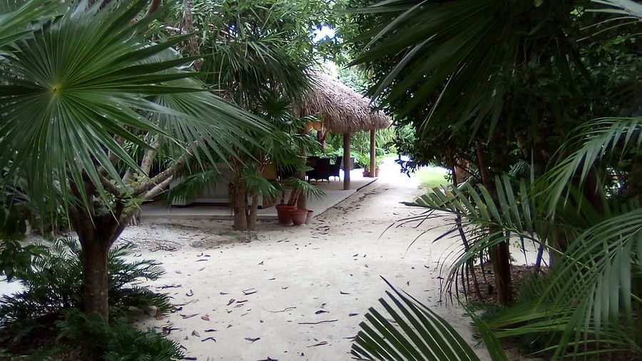 A sandy path lined with tropical trees, leading to a charming thatched-roof hut  at Casa Morada
